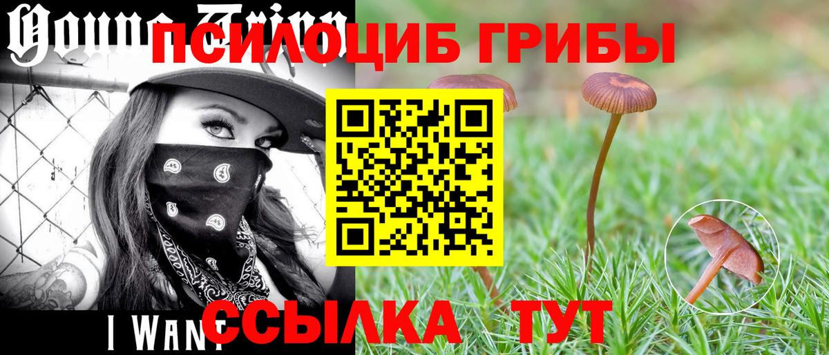 Псилоцибиновые грибы Psilocybine cubensis Гусиноозёрск